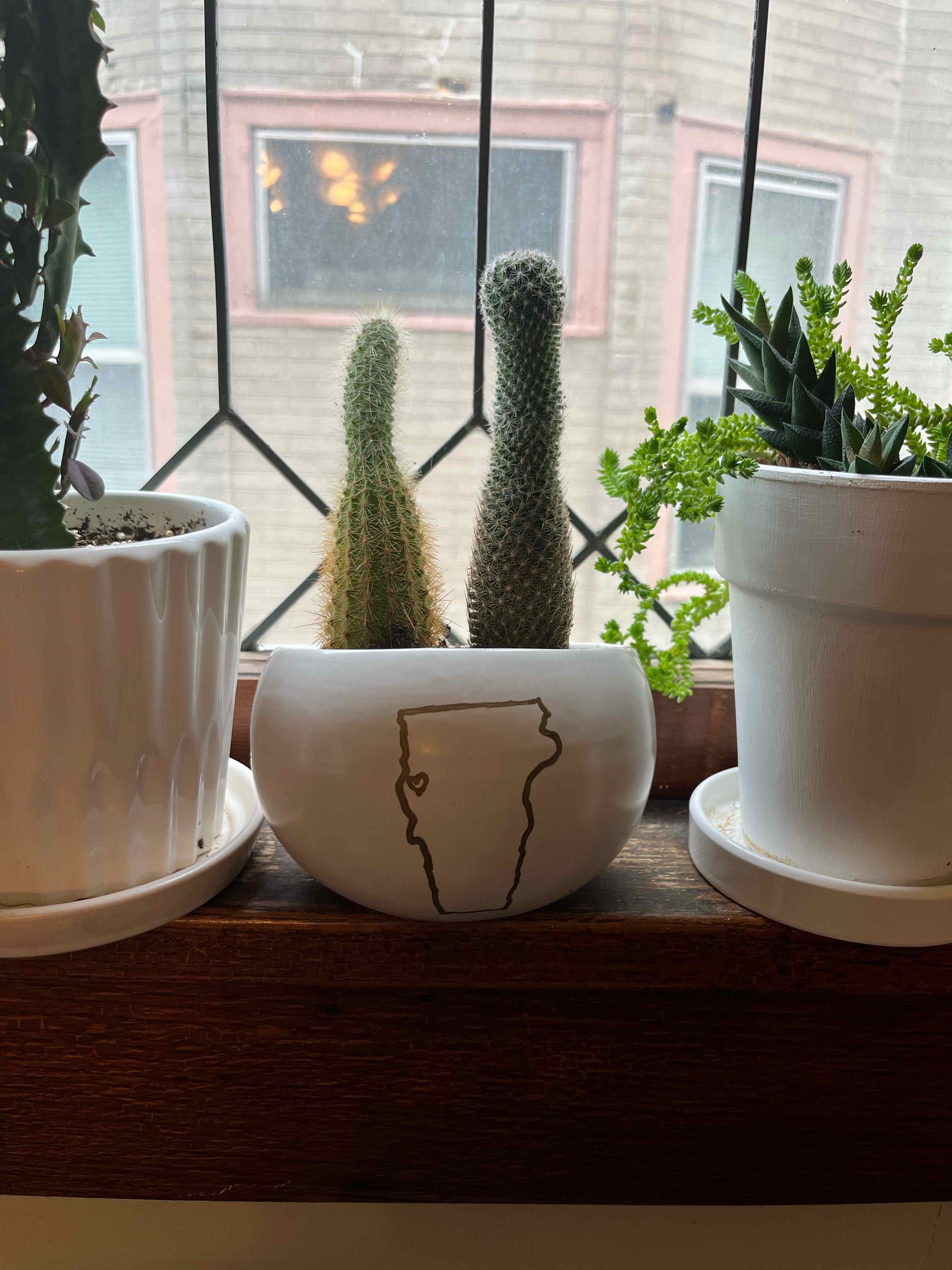 Silver Ball Cactus in a white pot on a windowsill with other plants in the background.