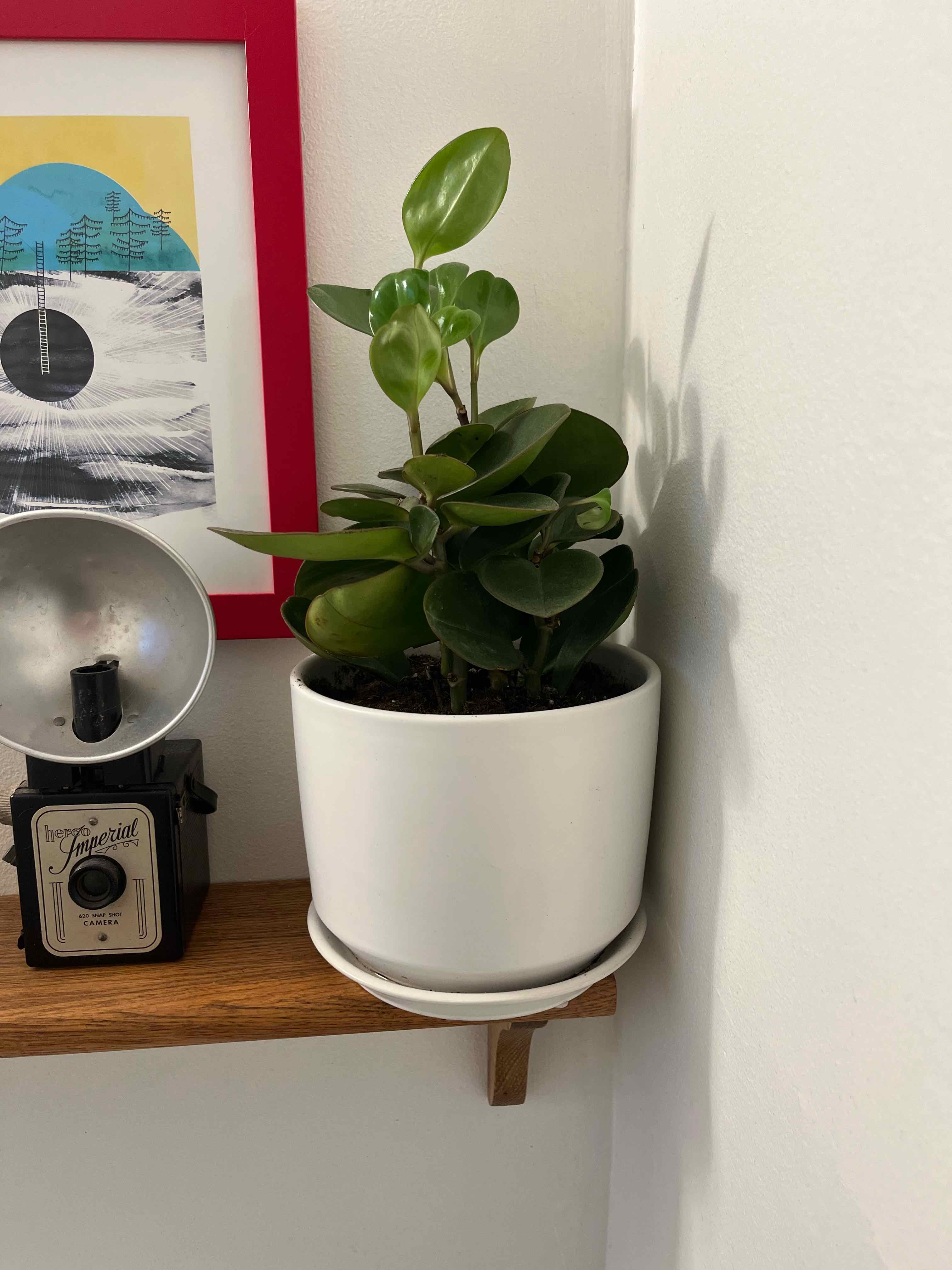 Plant care for I on Greg, the plant care app