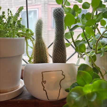 Photo of the plant species Candy barrel cactus by @hilarysk named DINING ROOM: Peter Cottontail & Sigmund on Greg, the plant care app