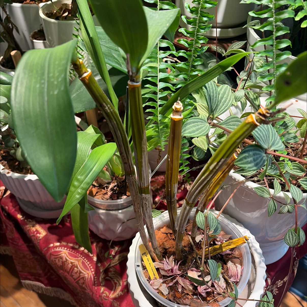 Photo of the plant species Dendrobium Phalaenopsis by @hilarysk named BLUE OFFICE: Xaden on Greg, the plant care app