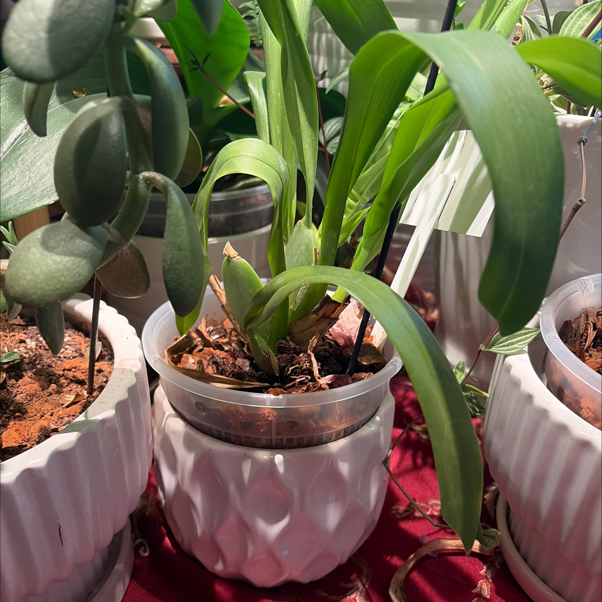 Photo of the plant species Hybrid Orchid by @hilarysk named BLUE OFFICE: Sapaudia on Greg, the plant care app