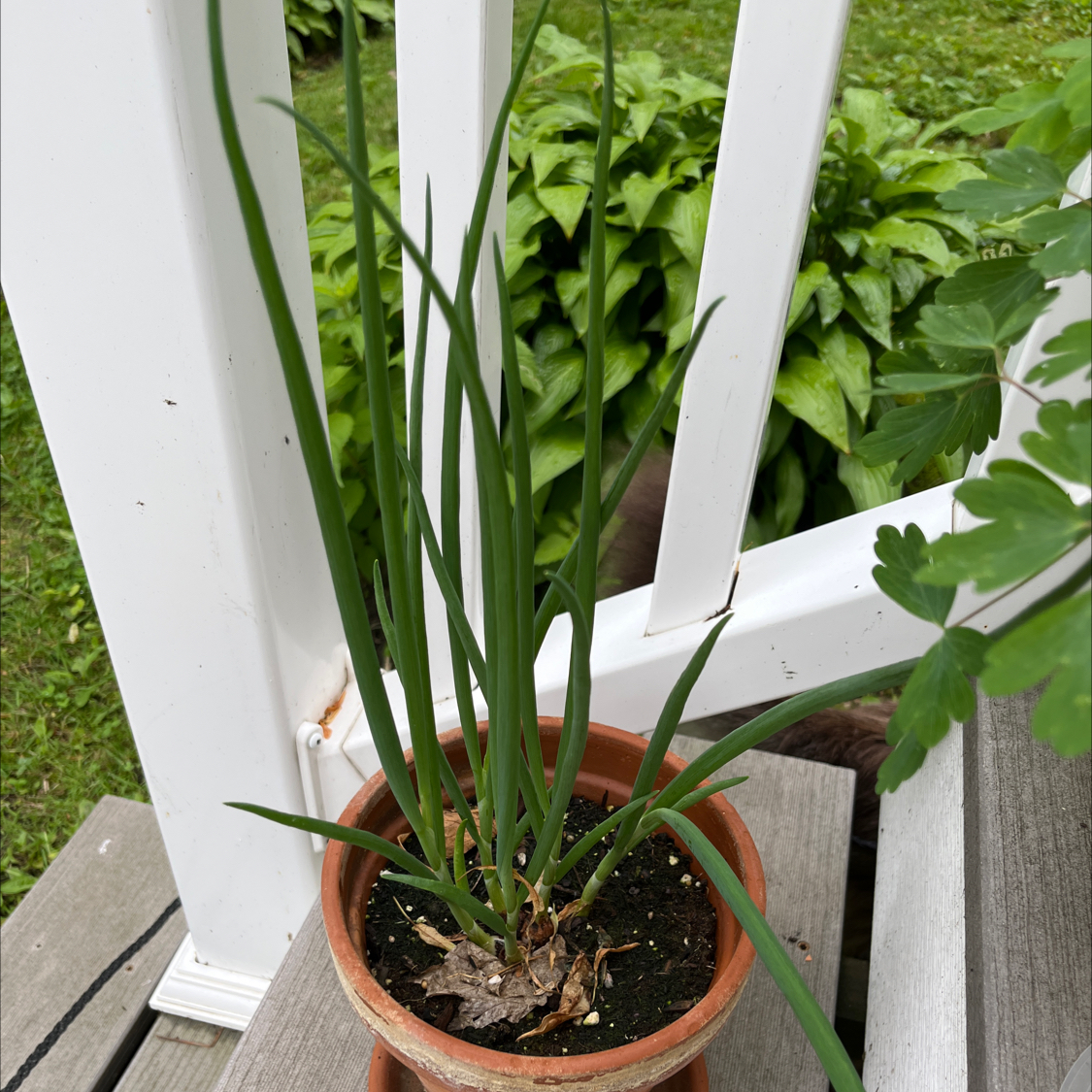 Potted Long Green Onion plant with healthy green leaves and visible soil.