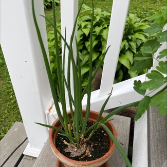Long Green Onion plant in Somewhere on Earth