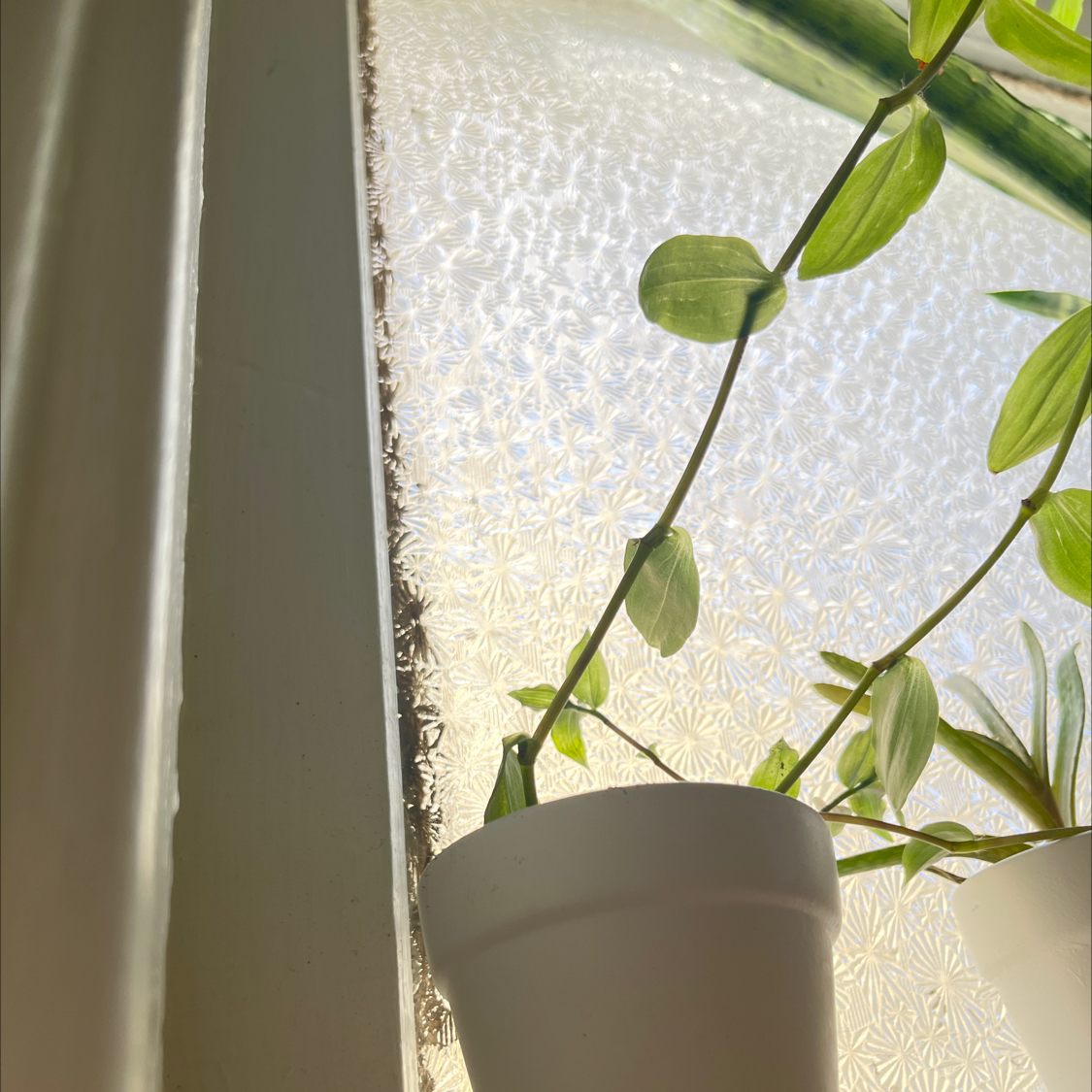 Asiatic Dayflower plant in a white pot near a window with green leaves.