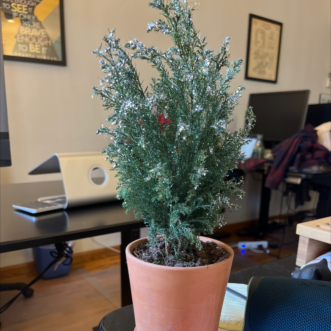 Potted American Juniper plant indoors with office furniture in the background.