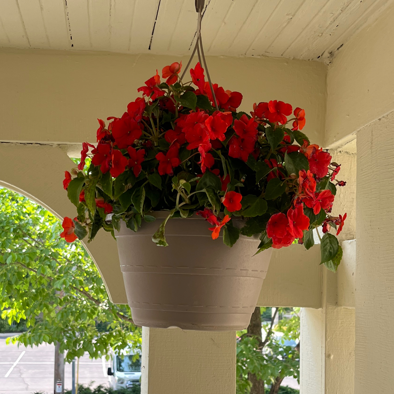 Hanging pot with a healthy Buzzy Lizzy plant featuring vibrant red flowers.