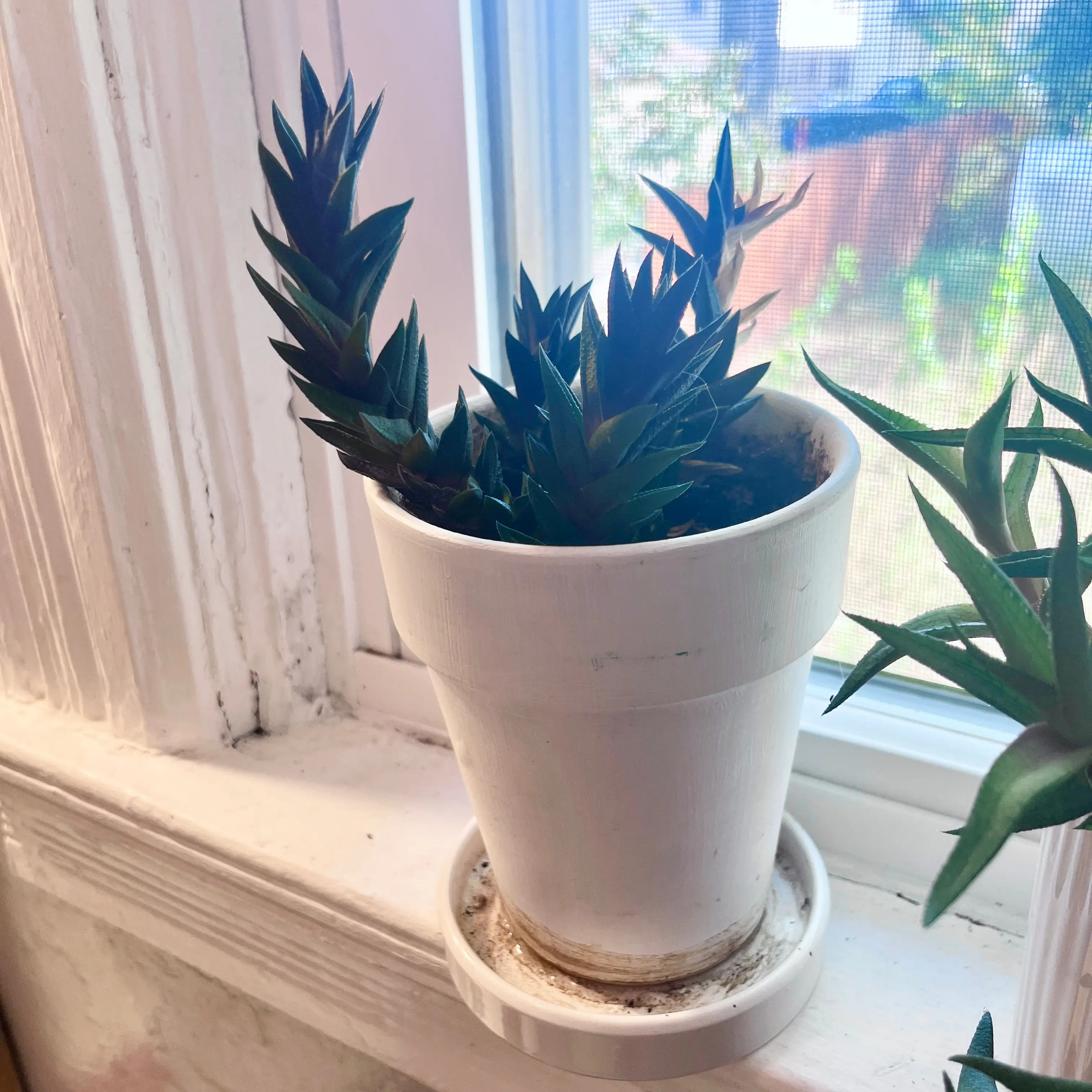 Photo of the plant species Woolly torch by @hilarysk named BATHROOM: Thing 3 on Greg, the plant care app