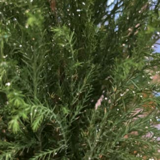 American Juniper plant in Somewhere on Earth