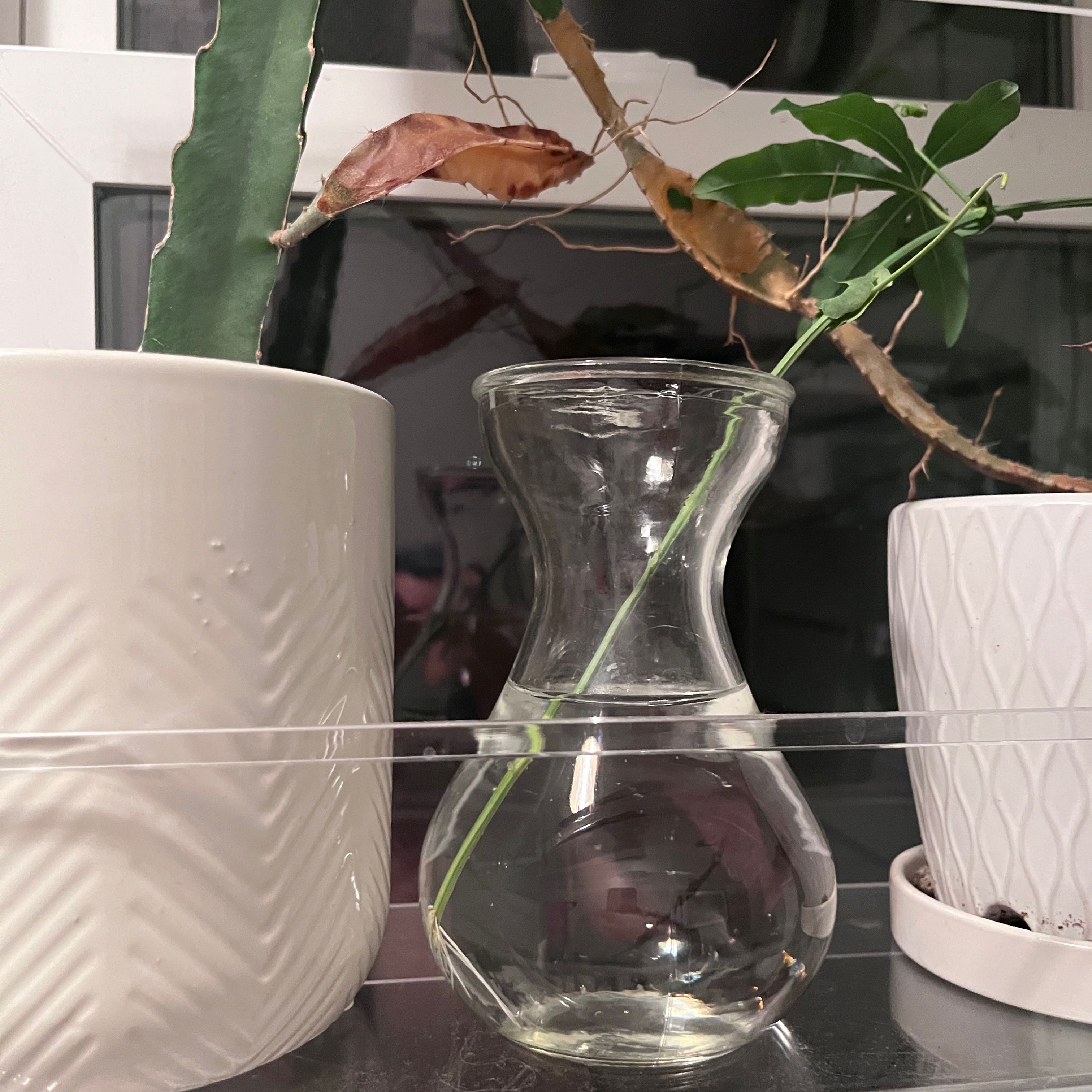 Photo of the plant species Passionflower by @hilarysk named BATHROOM: Chrishelle on Greg, the plant care app