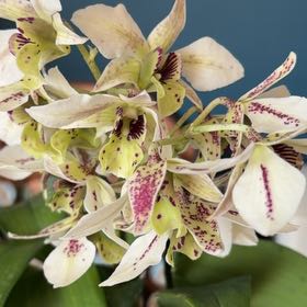 Photo of the plant species Dendrobium Phalaenopsis by @hilarysk named BLUE OFFICE: Xaden on Greg, the plant care app