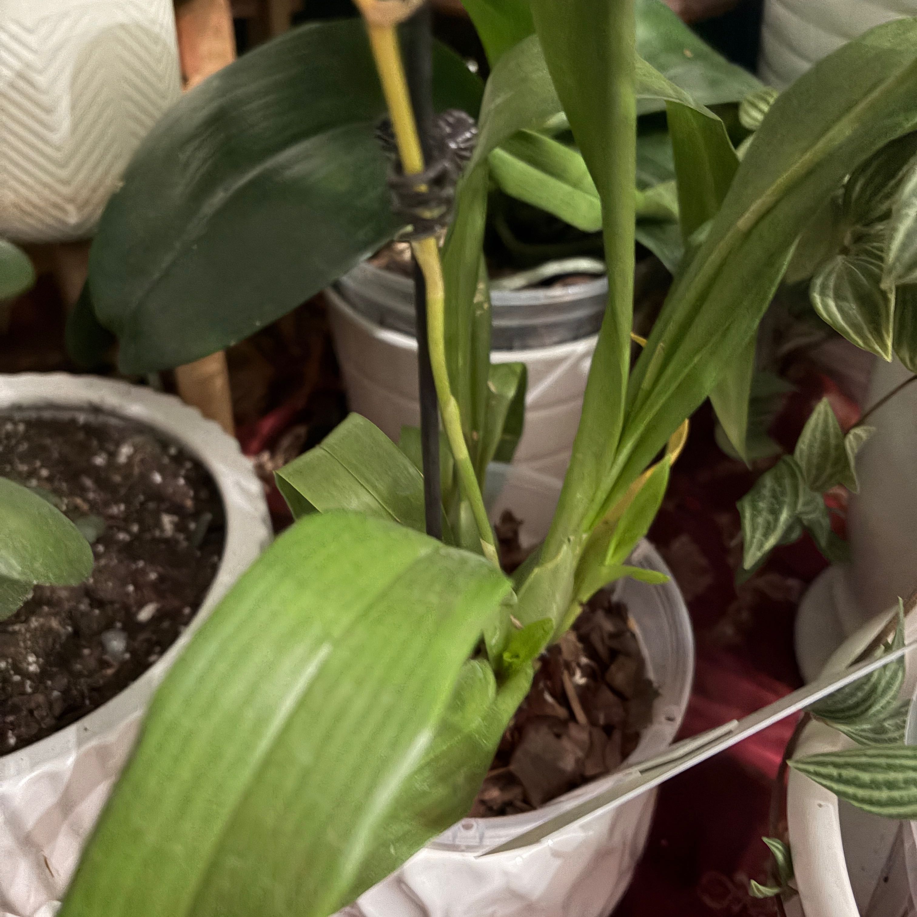 Photo of the plant species Hybrid Orchid by @hilarysk named BLUE OFFICE: Sapaudia on Greg, the plant care app