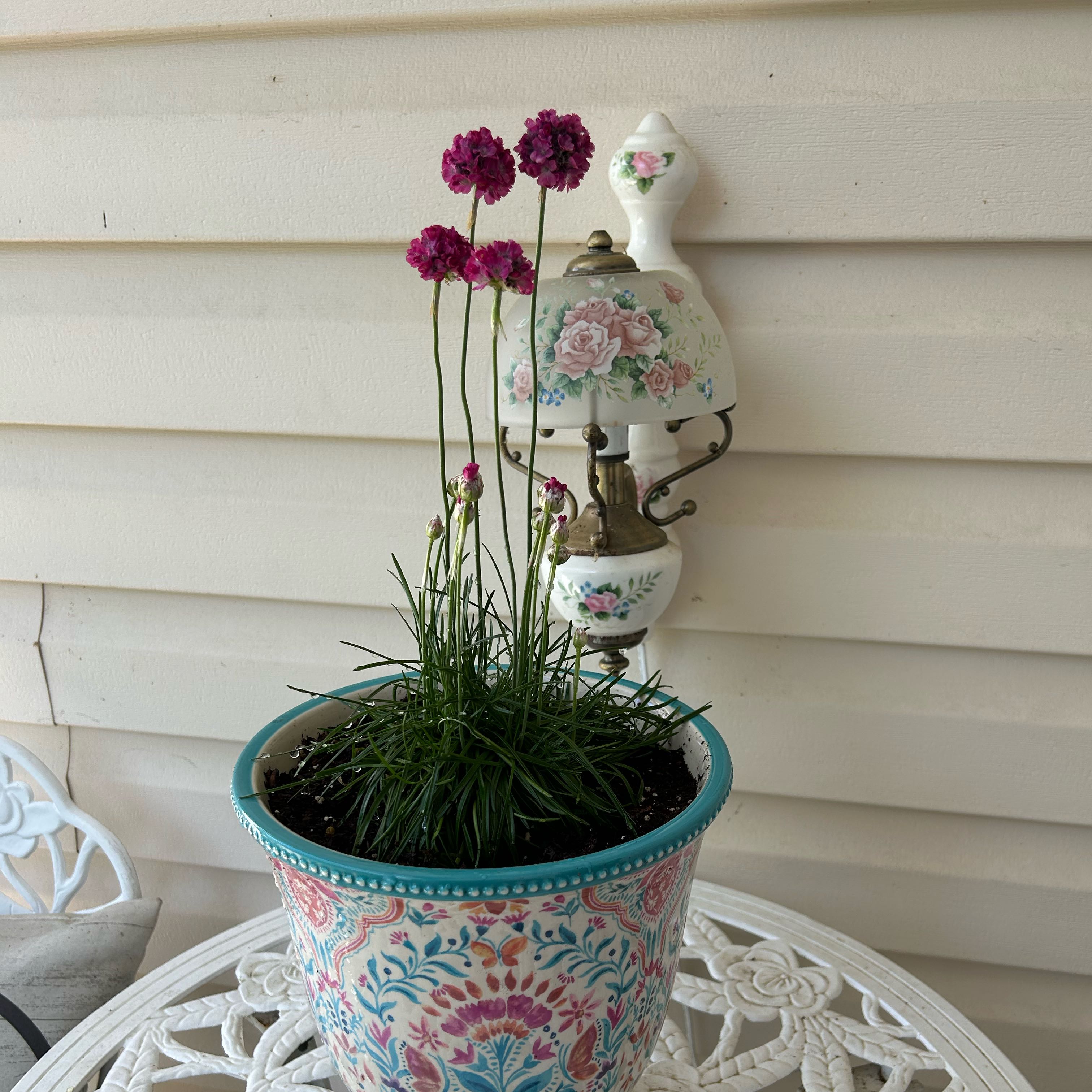 Potted Siberian Sea Thrift with pink flowers on a decorative table.