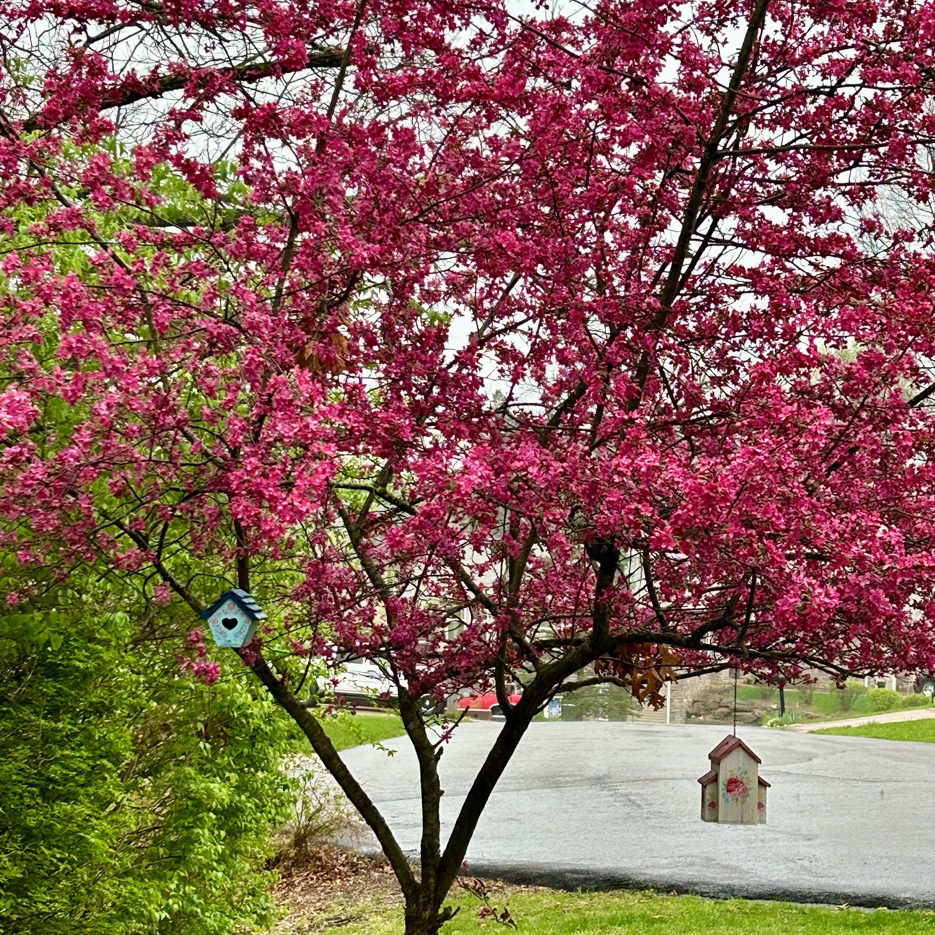 Photo of the plant species prairie crabapple by @BuffLichen named Hemingway on Greg, the plant care app