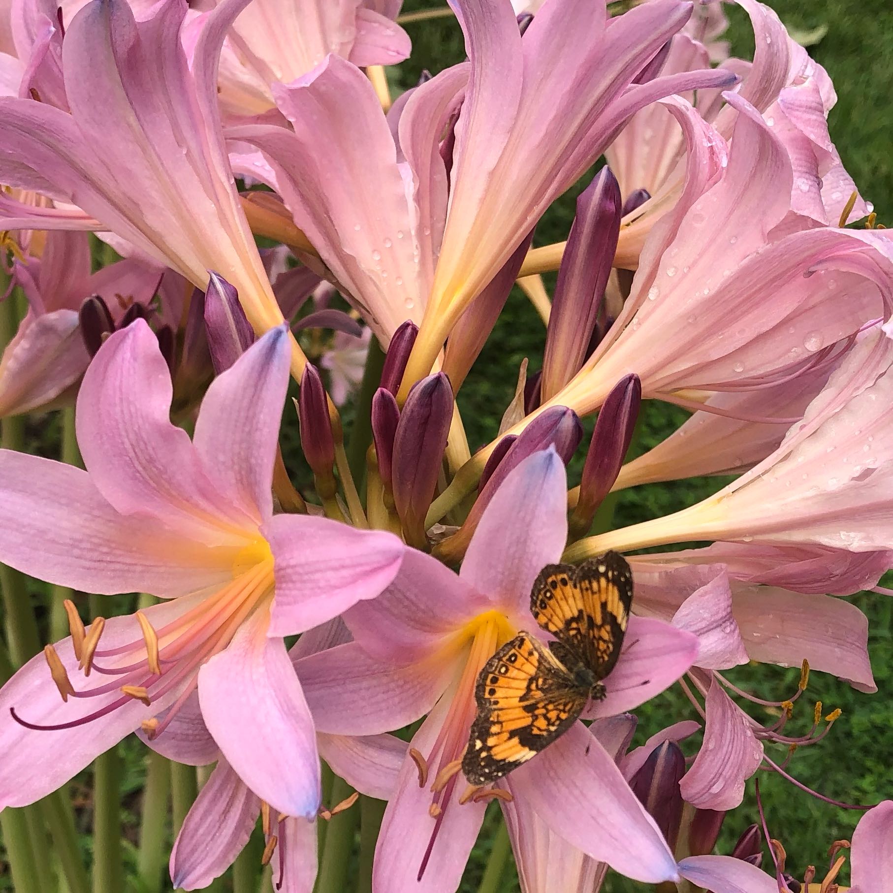 Cluster of pink Resurrection Lily flowers with a butterfly resting on one petal.
