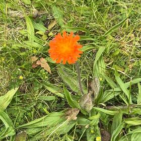 Photo of the plant species Orange Hawkweed by Halli named Hamilton on Greg, the plant care app