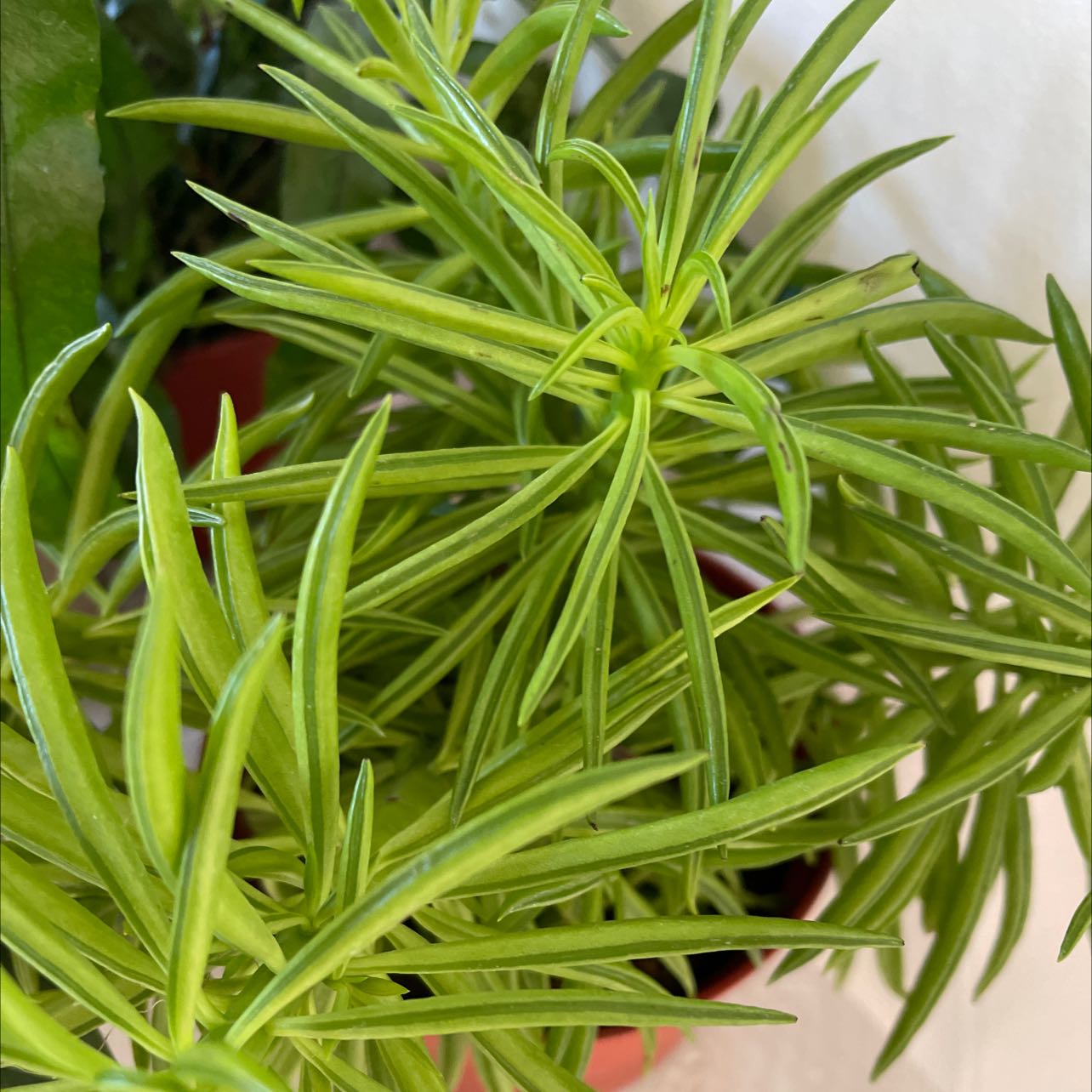 Healthy Pincushion Peperomia plant with vibrant green leaves.