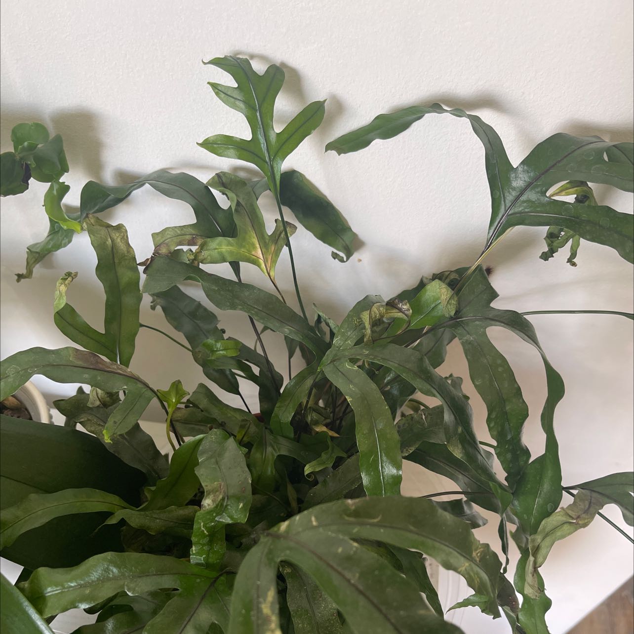 Blue Star Fern with several leaves showing browning and yellowing, indicating distress.