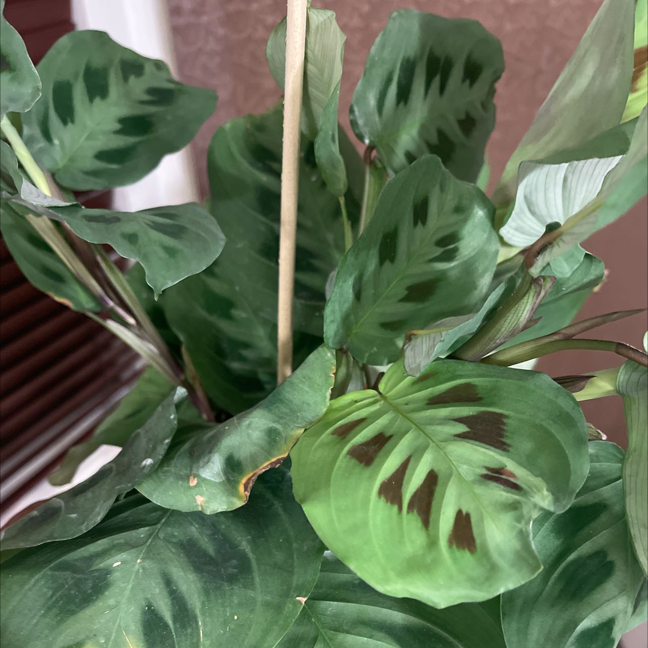 Variegated Prayer Plant with distinct variegated leaves, minor browning visible.