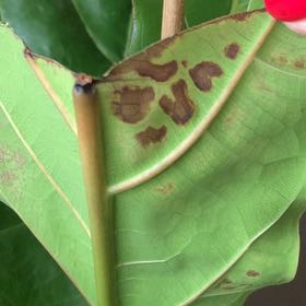 Photo of the plant species Umbrella Magnolia by @DinkumCowvine named Queen on Greg, the plant care app