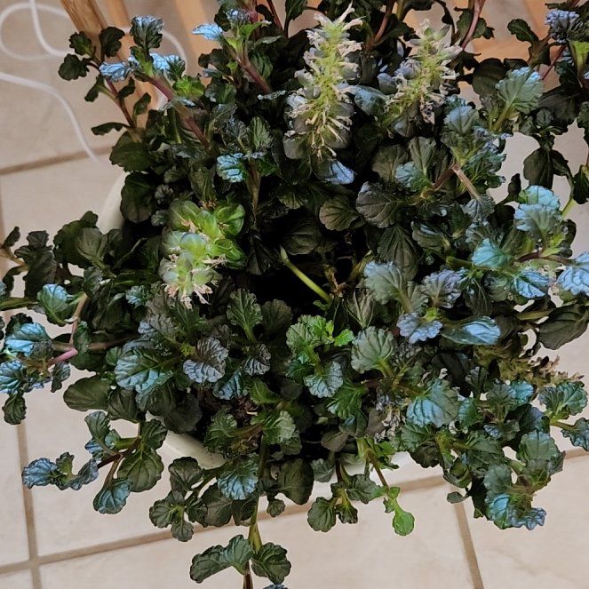 Photo of the plant species Black-Leaved Bugle by @AgileRuby named Remington on Greg, the plant care app