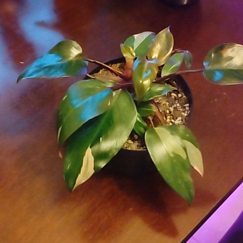 Photo of the plant species Philodendron 'Pink Princess Marble' by @LargeBlackgem named Naomi on Greg, the plant care app