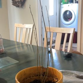 Photo of the plant species Pacific Willow by @CozyYellowficus named Soleil on Greg, the plant care app