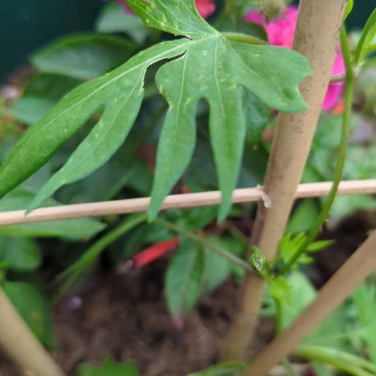 Photo of the plant species Ipomoea × sloteri by @RobustMoonglow named Dax on Greg, the plant care app