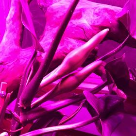 Photo of the plant species silver sword by @TrueSaltcedar named Mochi on Greg, the plant care app