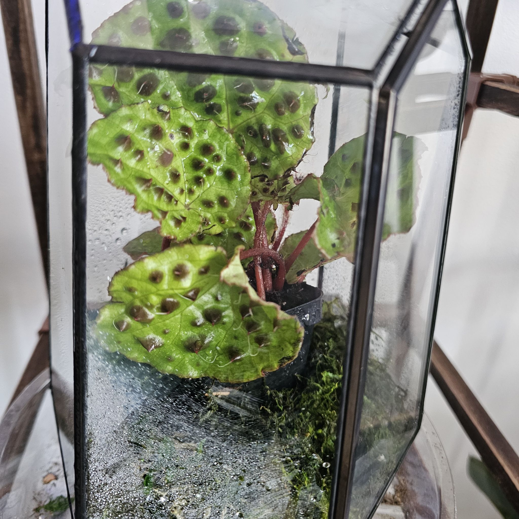 Photo of the plant species Begonia Melanobullata by @pcakes5000 named Taylor Swift on Greg, the plant care app