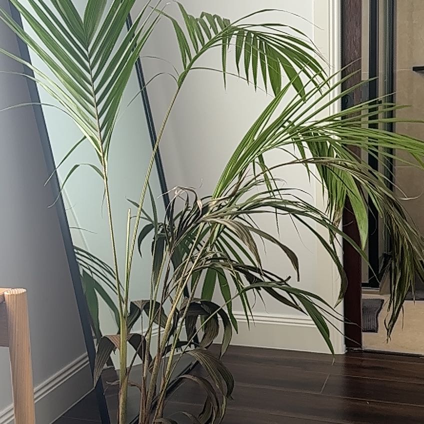 Indoor Bungalow Palm plant with visible browning and yellowing leaves.