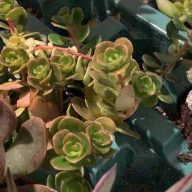 Photo of the plant species Lime Zinger Stonecrop by @TiptopKamahi named Tree Diddy on Greg, the plant care app