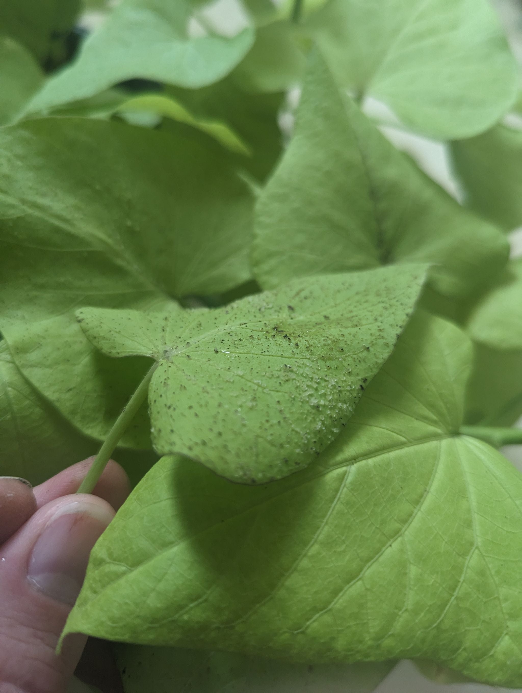 Why the Leaves on Sweet Potato Turn Yellow 🥔