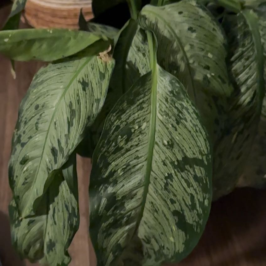 Photo of the plant species Dieffenbachia Snow by @PlentifulMoss named Spike Leaves on Greg, the plant care app