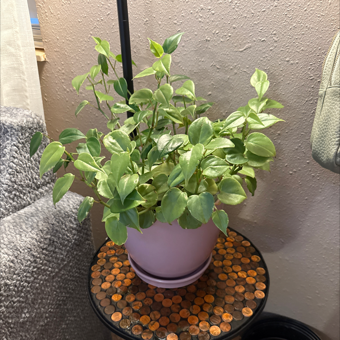 Photo of the plant species Peperomia by @GoodTreeoflove named Rihanna on Greg, the plant care app