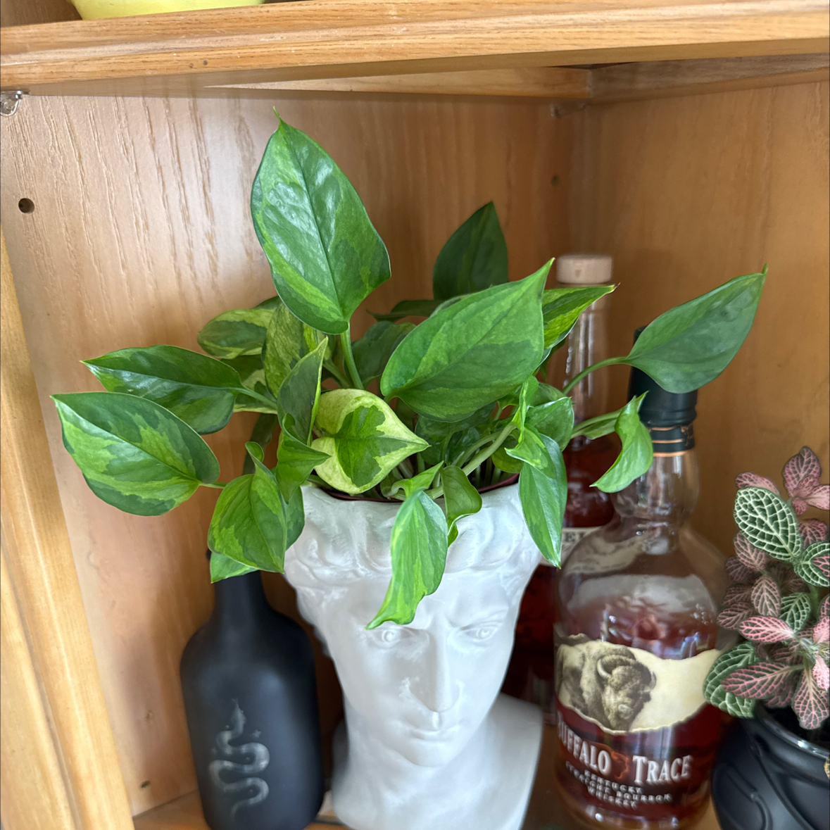 Photo of the plant species Pothos 'Neon Joy' by @GoodTreeoflove named da Vinci on Greg, the plant care app