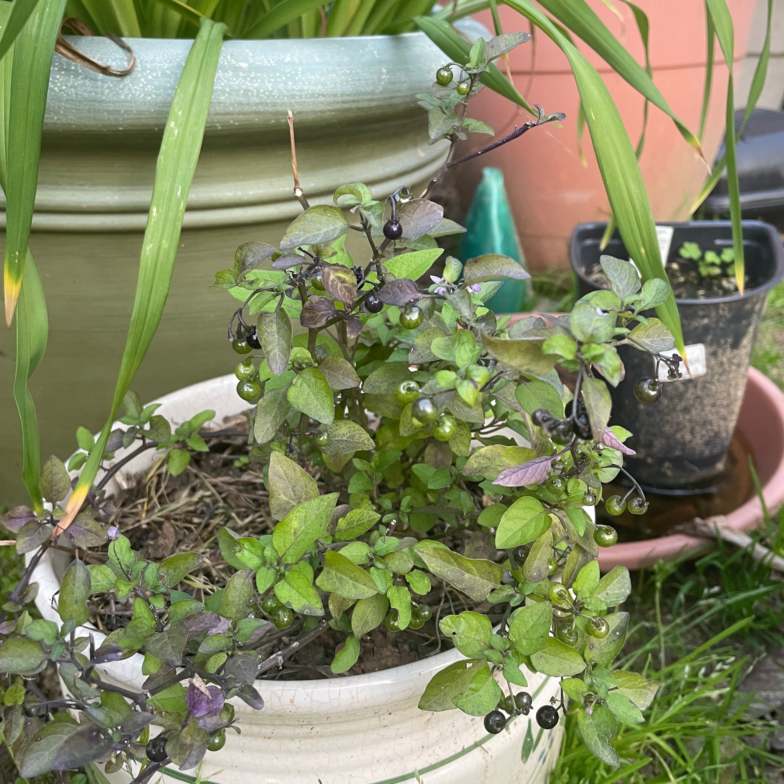 American Black Nightshade plant in a white pot with small dark berries and green leaves.