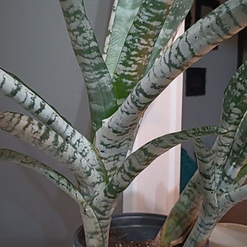 Photo of the plant species Pink Vase Plant by @JesterRoyalfern named Bernard Bromeliad on Greg, the plant care app