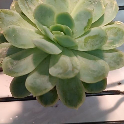 Photo of the plant species Echeveria Snowball by @JesterRoyalfern named Khaleesi on Greg, the plant care app