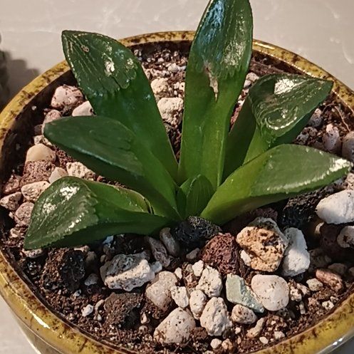 Photo of the plant species Crystal Bell by @JesterRoyalfern named Aria on Greg, the plant care app