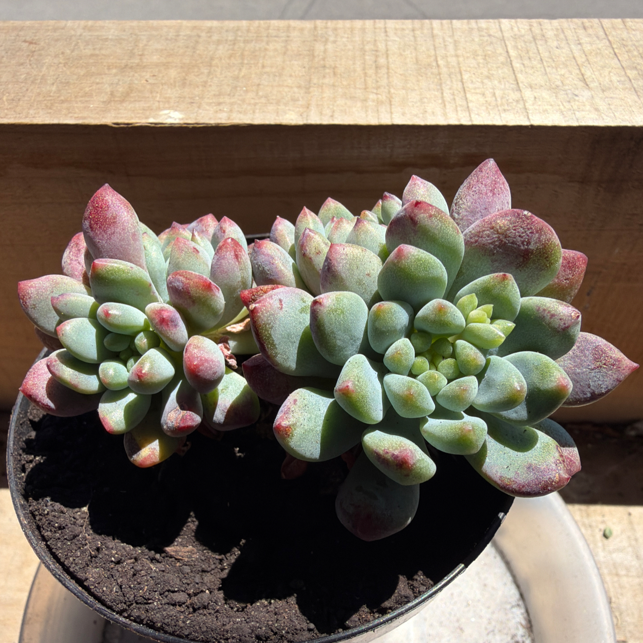 Photo of the plant species Echeveria Ruby Zaragozae by @HeyNicePlants named Ruby on Greg, the plant care app