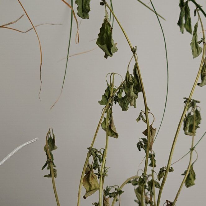 Photo of the plant species Gingerbush by @GallantRose named Robert Plant on Greg, the plant care app