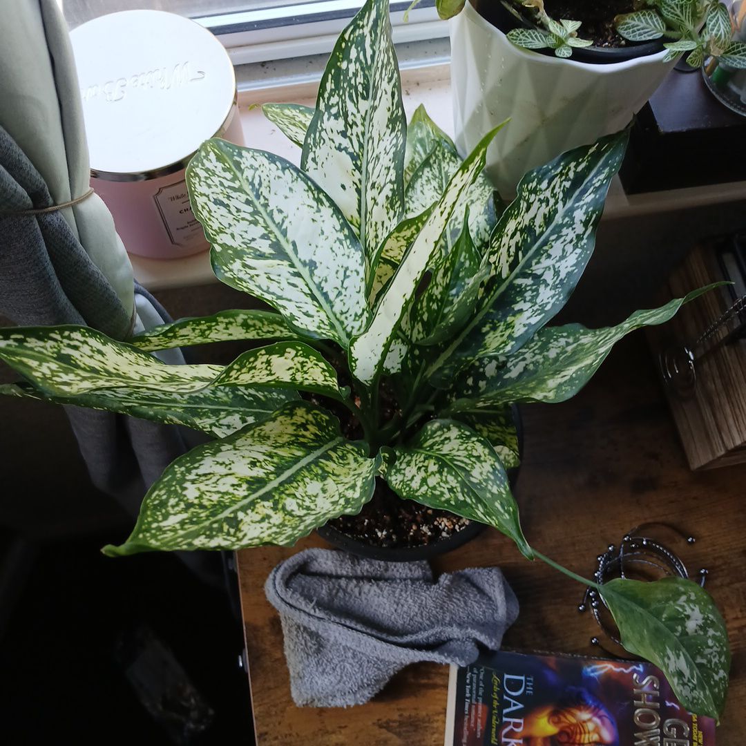 Photo of the plant species Chinese evergreen by @TrySeabindweed named Marley on Greg, the plant care app