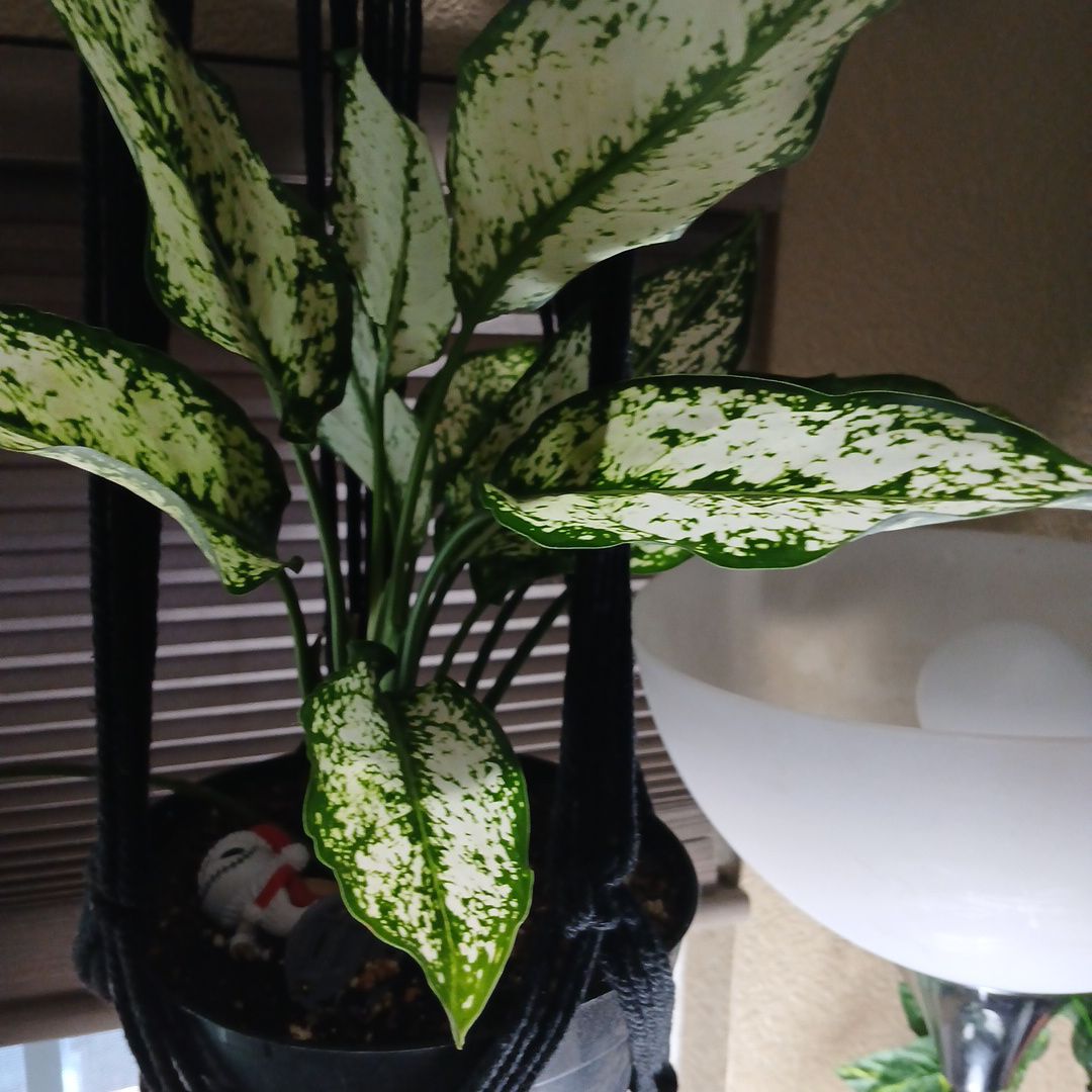 Photo of the plant species Chinese evergreen by @TrySeabindweed named Zeus on Greg, the plant care app