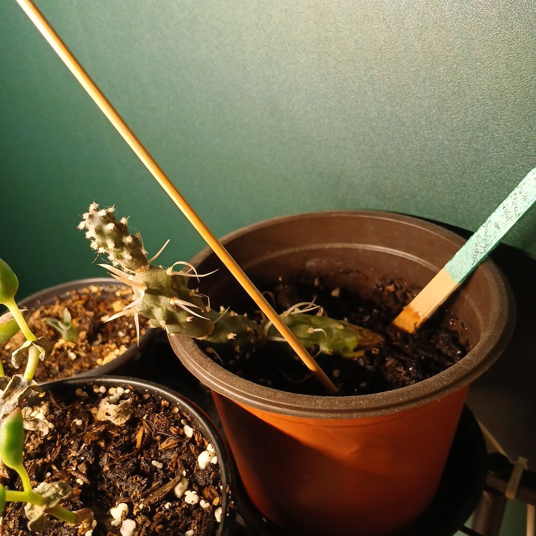 Photo of the plant species Paper Spine Cholla by @TrySeabindweed named Keanu Leaves on Greg, the plant care app