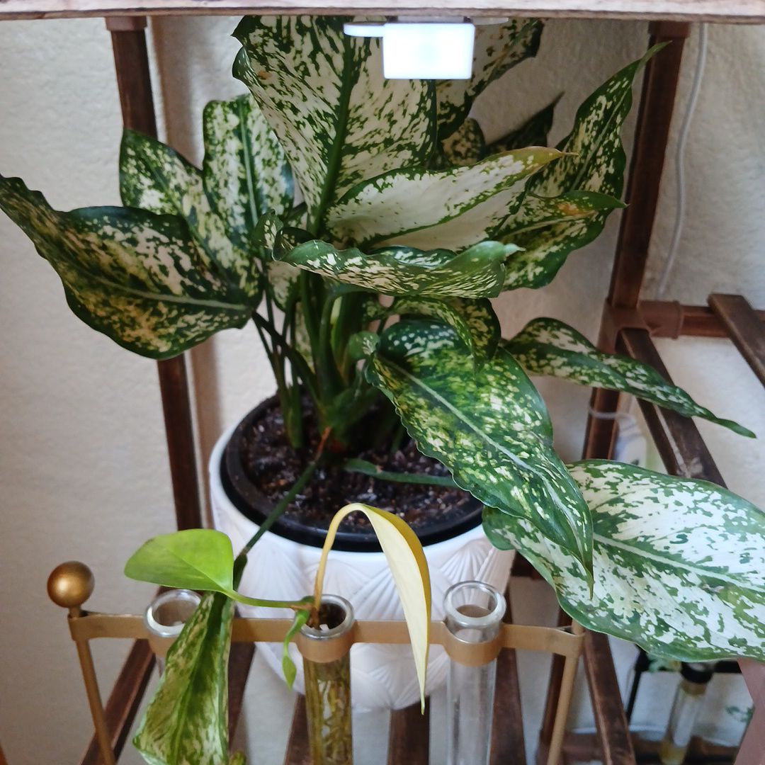 Photo of the plant species Chinese evergreen by @TrySeabindweed named Zion on Greg, the plant care app