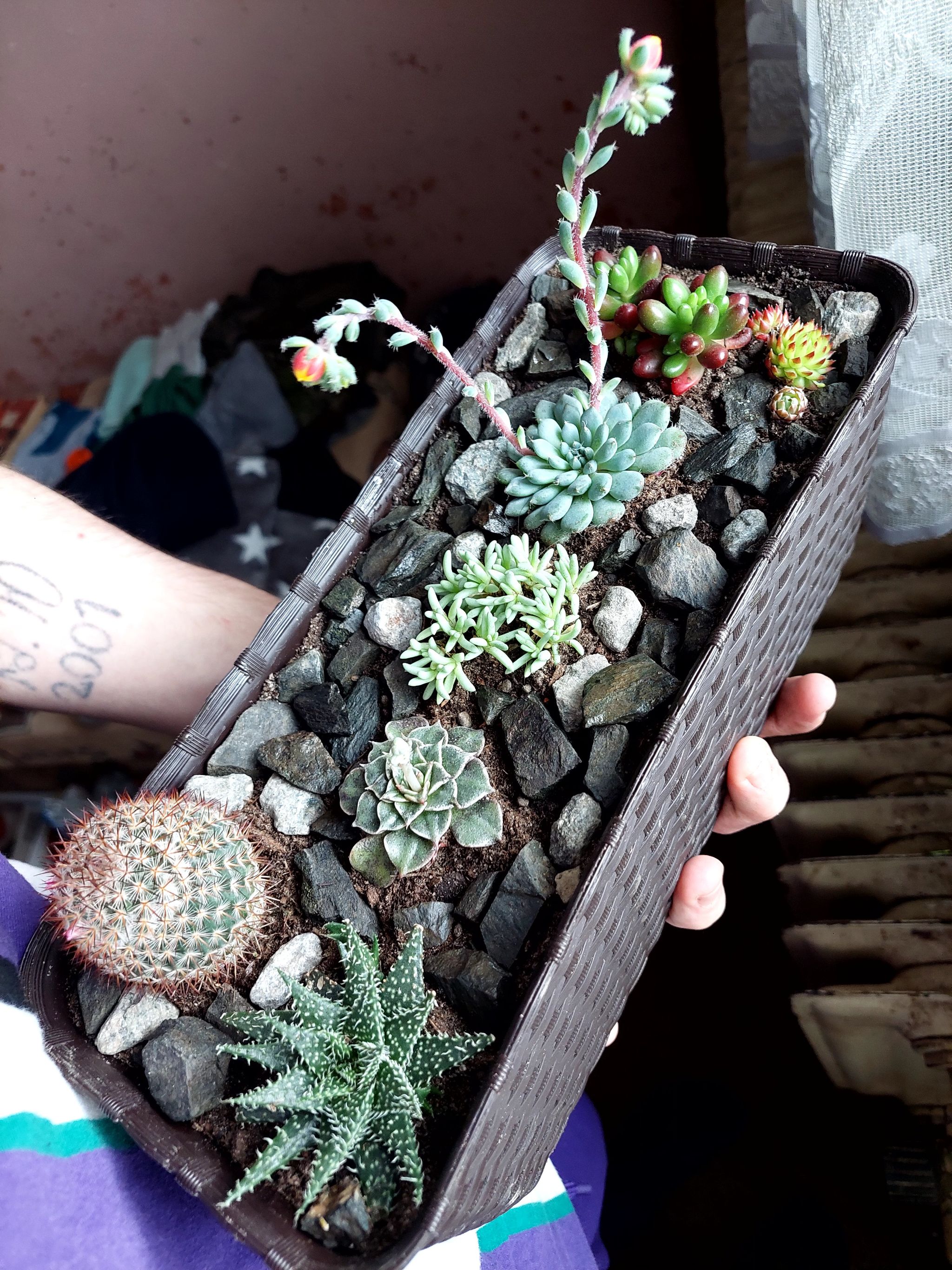 Photo of the plant species Graptopetalum bellum by @YesHeteromeles named Lebron on Greg, the plant care app