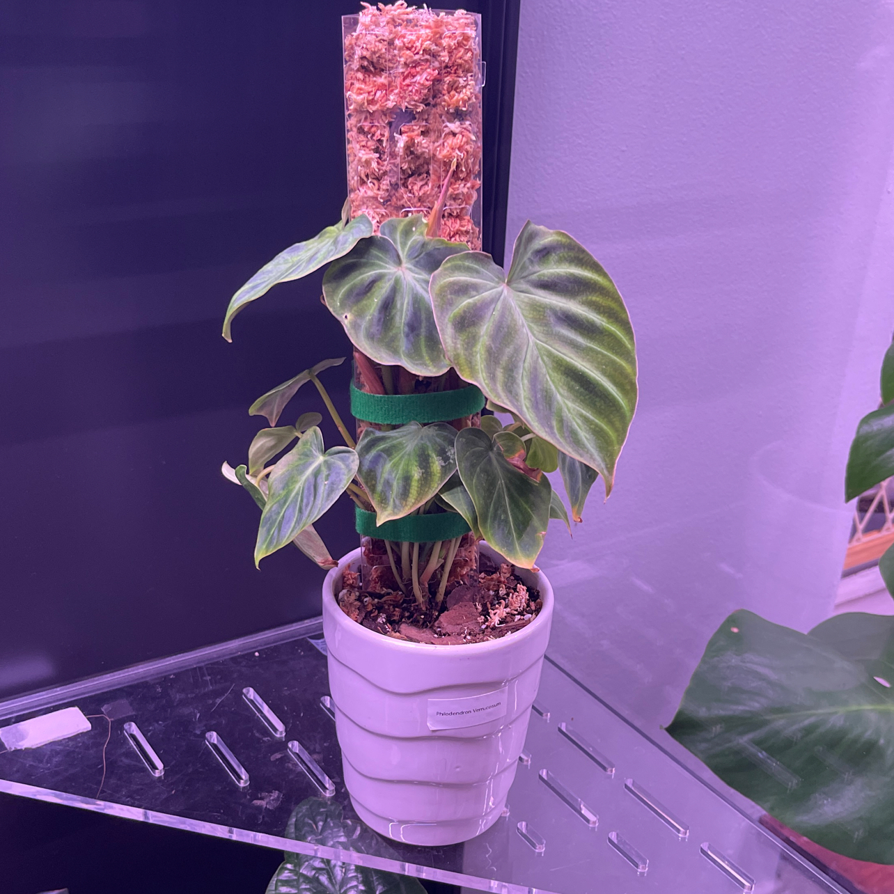 Photo of the plant species Philodendron venustum by @CourtlandFlute named Bruce Lee on Greg, the plant care app