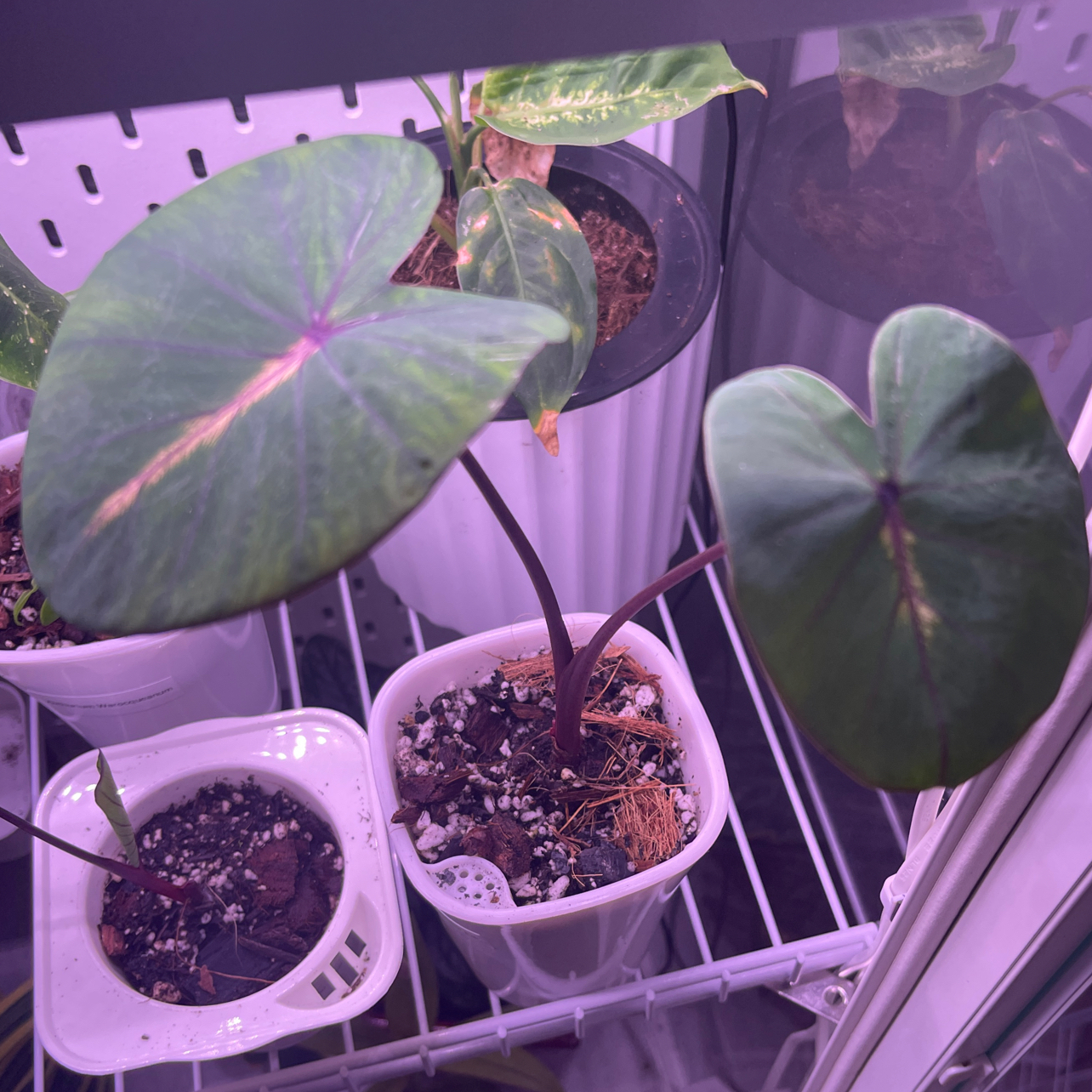 Photo of the plant species Colocasia Royal Hawaiian® 'Waikiki' by @CourtlandFlute named Aloha Beauty on Greg, the plant care app