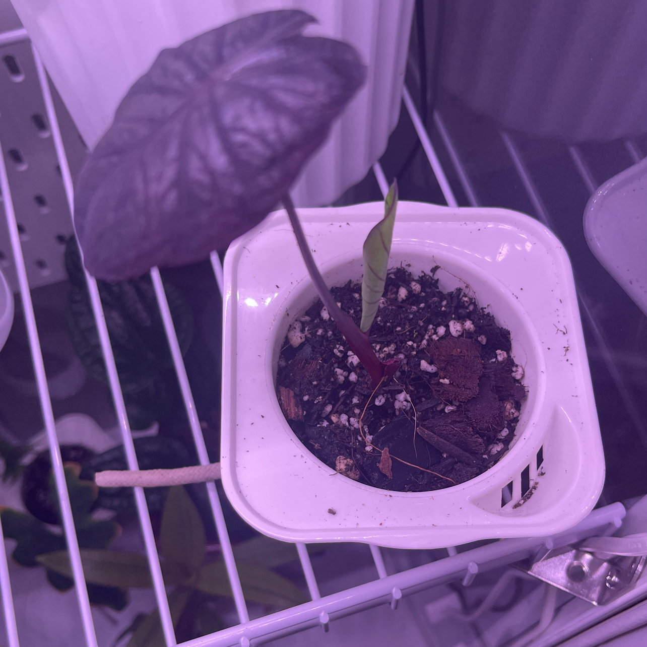 Photo of the plant species Colocasia Black Sapphire Gecko by @CourtlandFlute named Bigleef Smalls on Greg, the plant care app