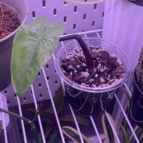 Photo of the plant species Alocasia Black Stem Variegated by @CourtlandFlute named Clooney on Greg, the plant care app
